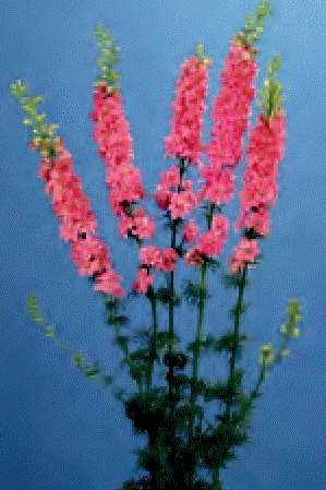 DELPHINIUM SUPREMO ROSA VIVO NR.300 SEMI - Foto 2